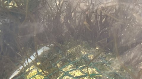 水質浄化セラミック設置後