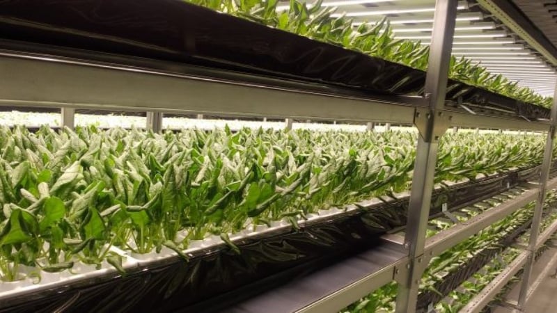 植物工場野菜