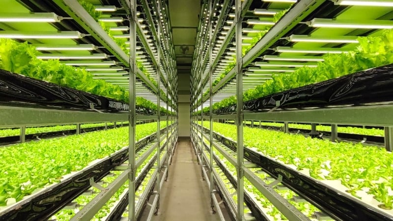 植物工場野菜
