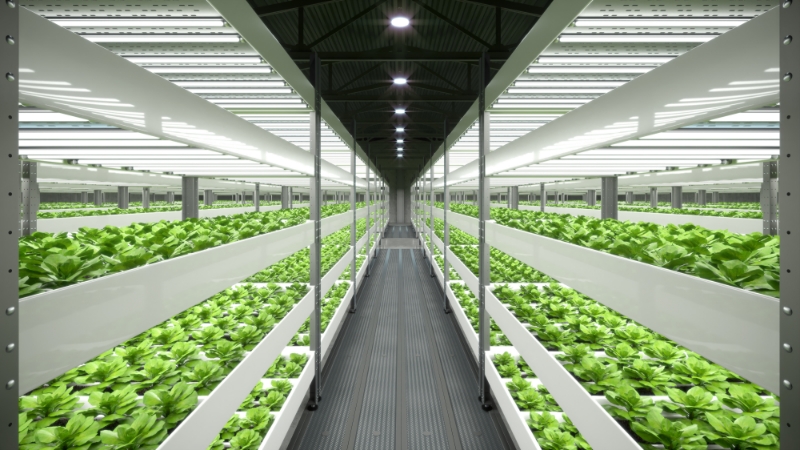 スマート工場で野菜を栽培する様子